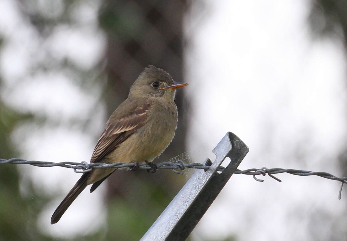Greater Pewee - ML192182721