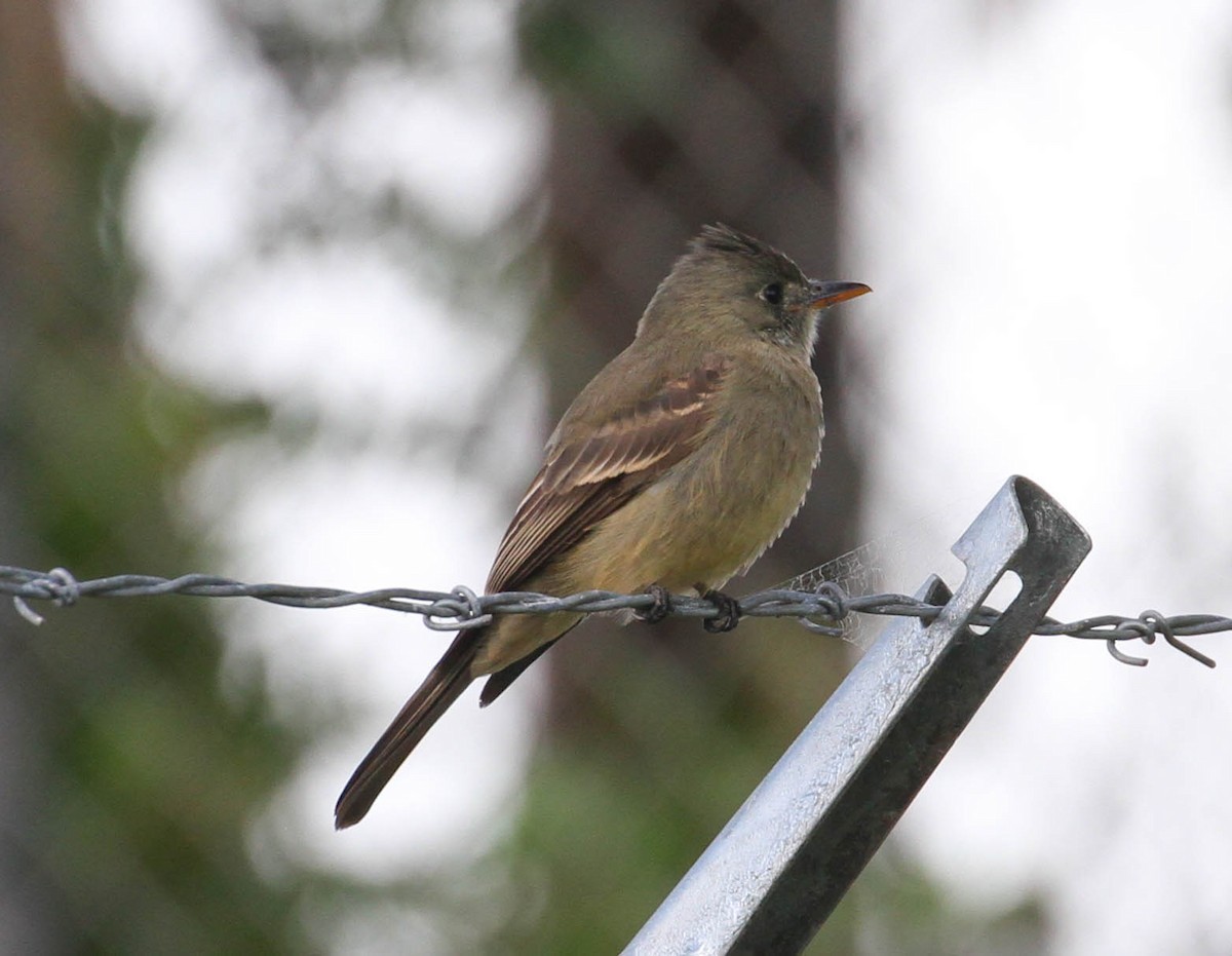 Greater Pewee - ML192182731