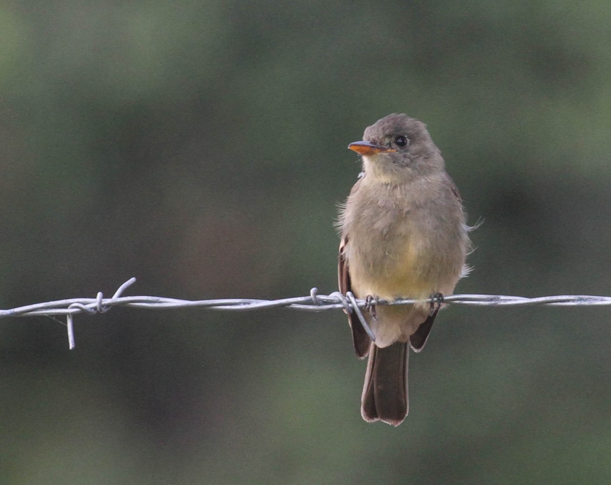 Greater Pewee - ML192182751