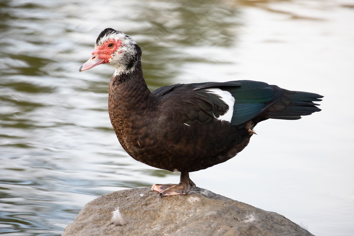 Muscovy Duck (Domestic type) - ML192183811