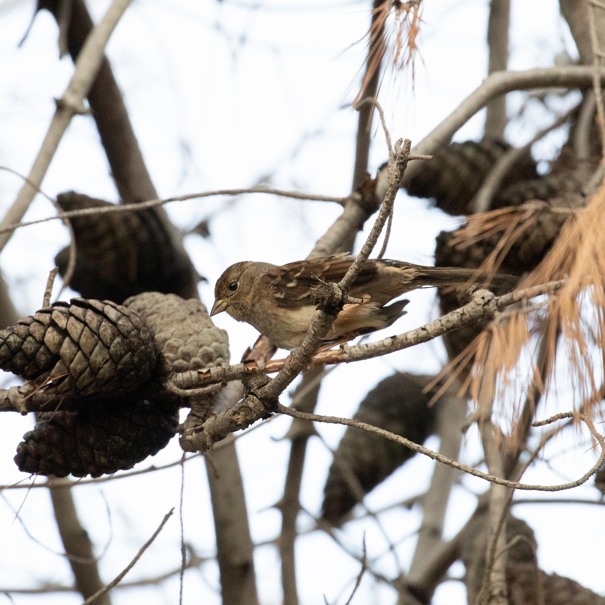 Golden-crowned Sparrow - ML192184641