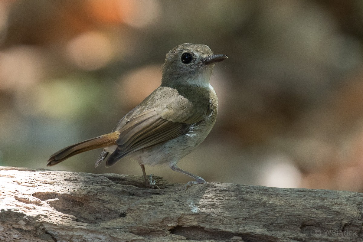 Fulvous-chested Jungle Flycatcher - ML192185351