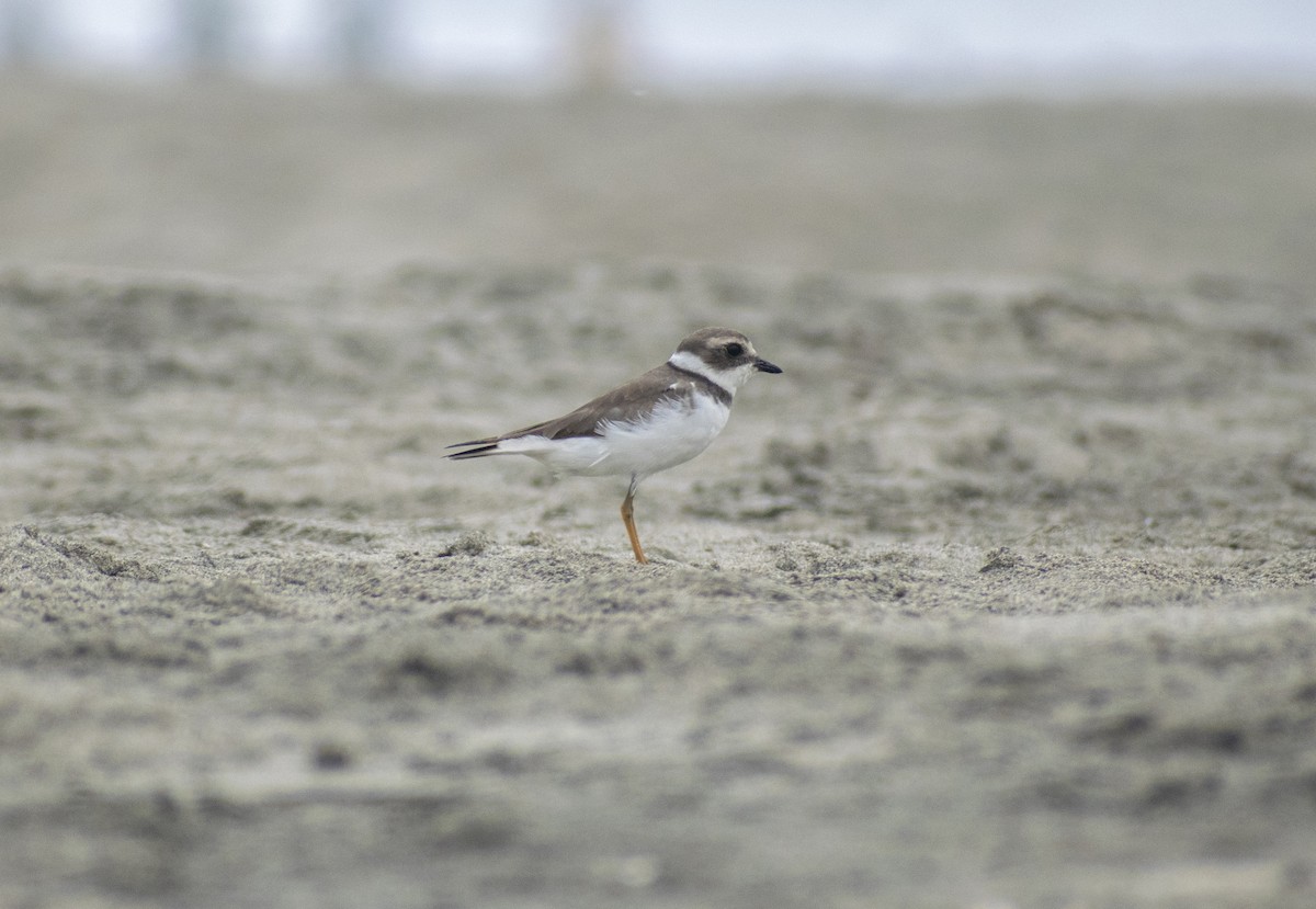 Semipalmated Plover - Monica Paredes Mejia