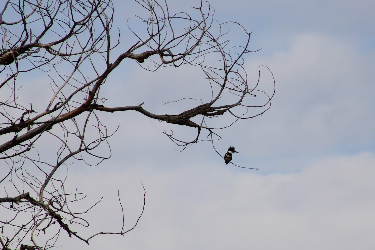 Belted Kingfisher - ML192187731