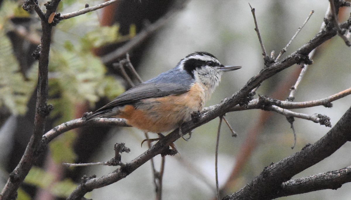 Red-breasted Nuthatch - ML192190871