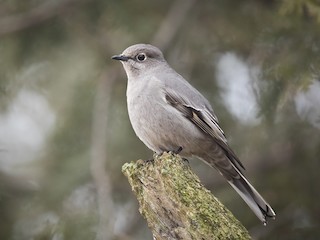  - Townsend's Solitaire