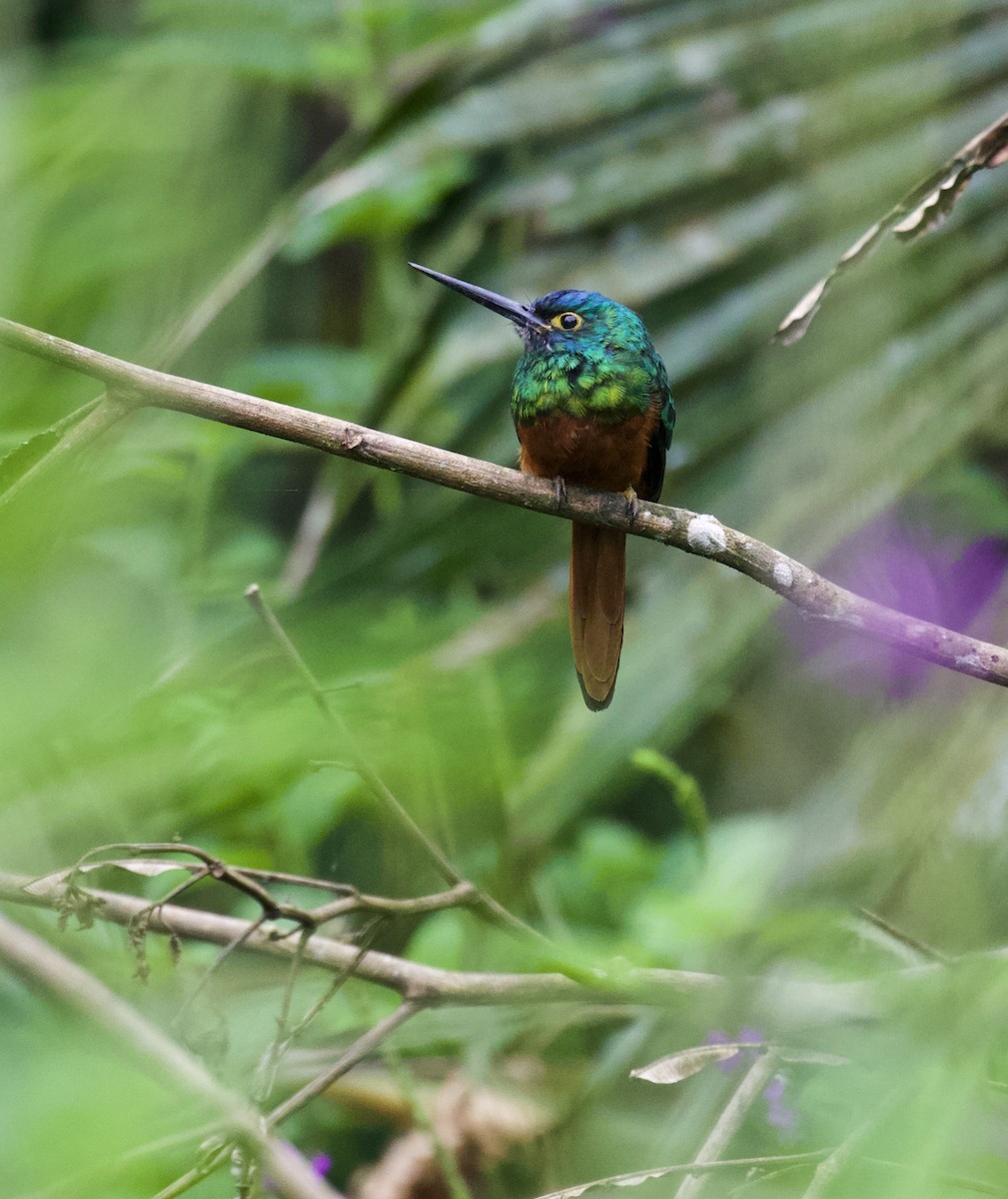 Coppery-chested Jacamar - Lance Runion 🦤