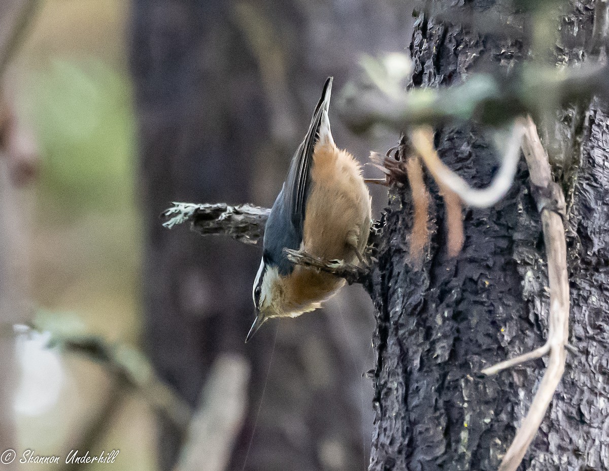 Red-breasted Nuthatch - Shannon Underhill
