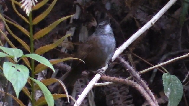 Long-tailed Bush Warbler - ML192203401