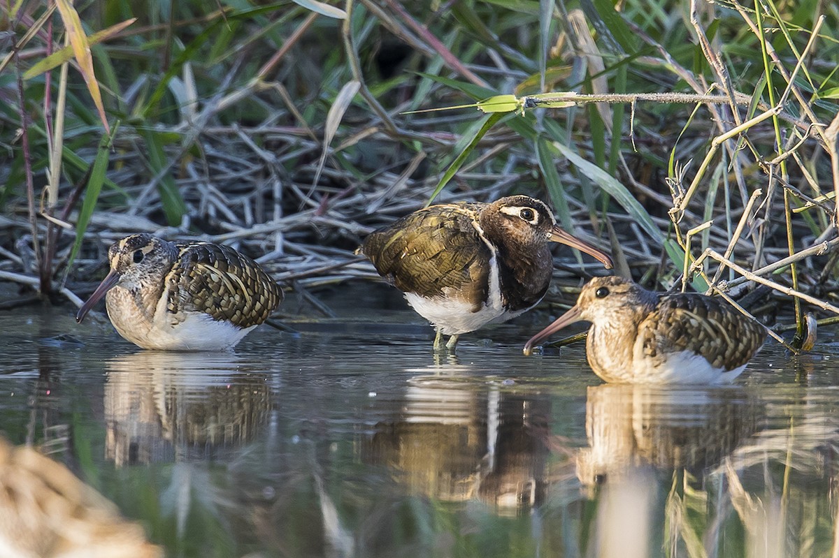 Greater Painted-Snipe - ML192204141