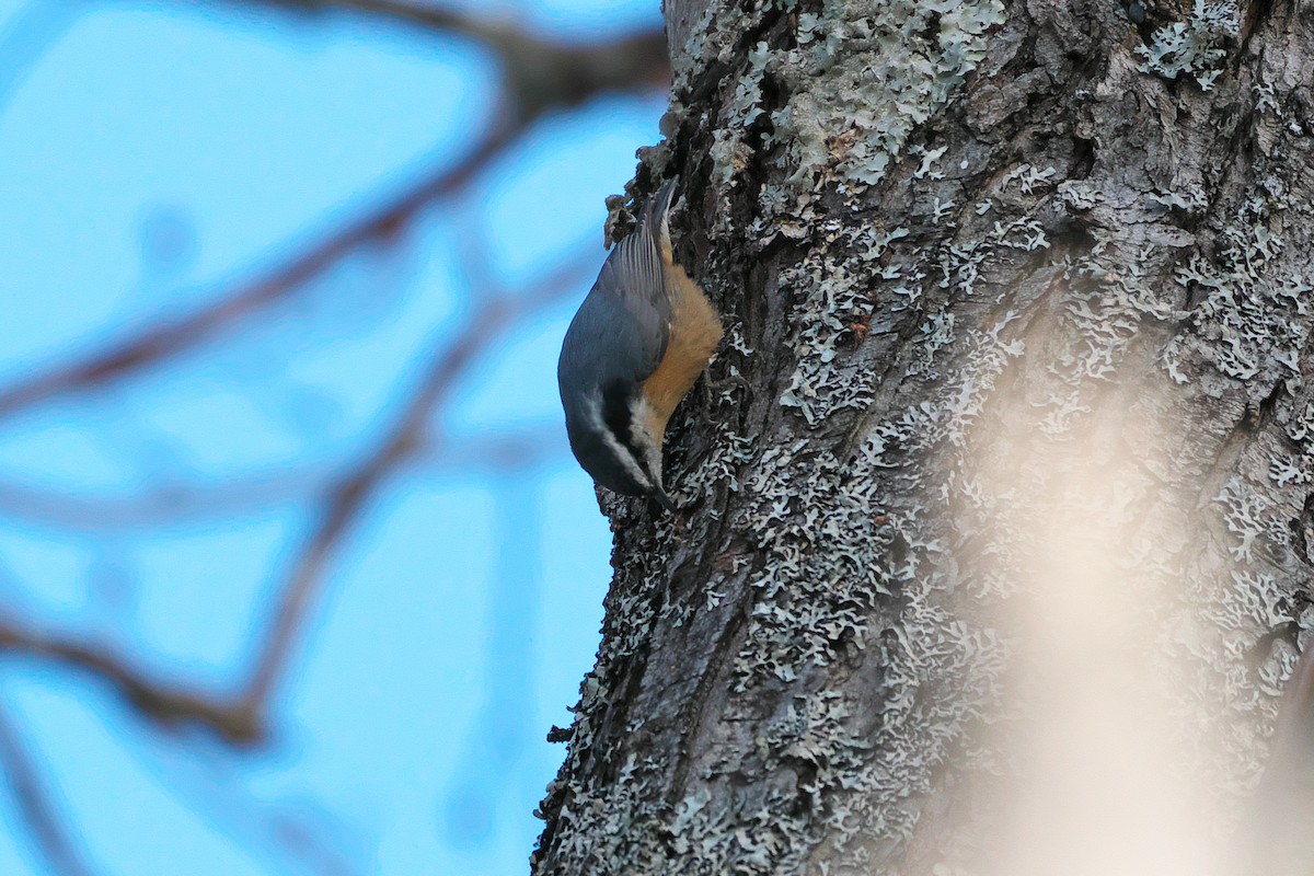 Red-breasted Nuthatch - ML192204671