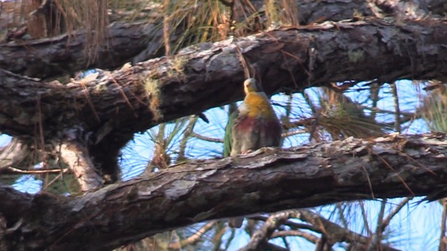 Yellow-breasted Fruit-Dove - ML192206501