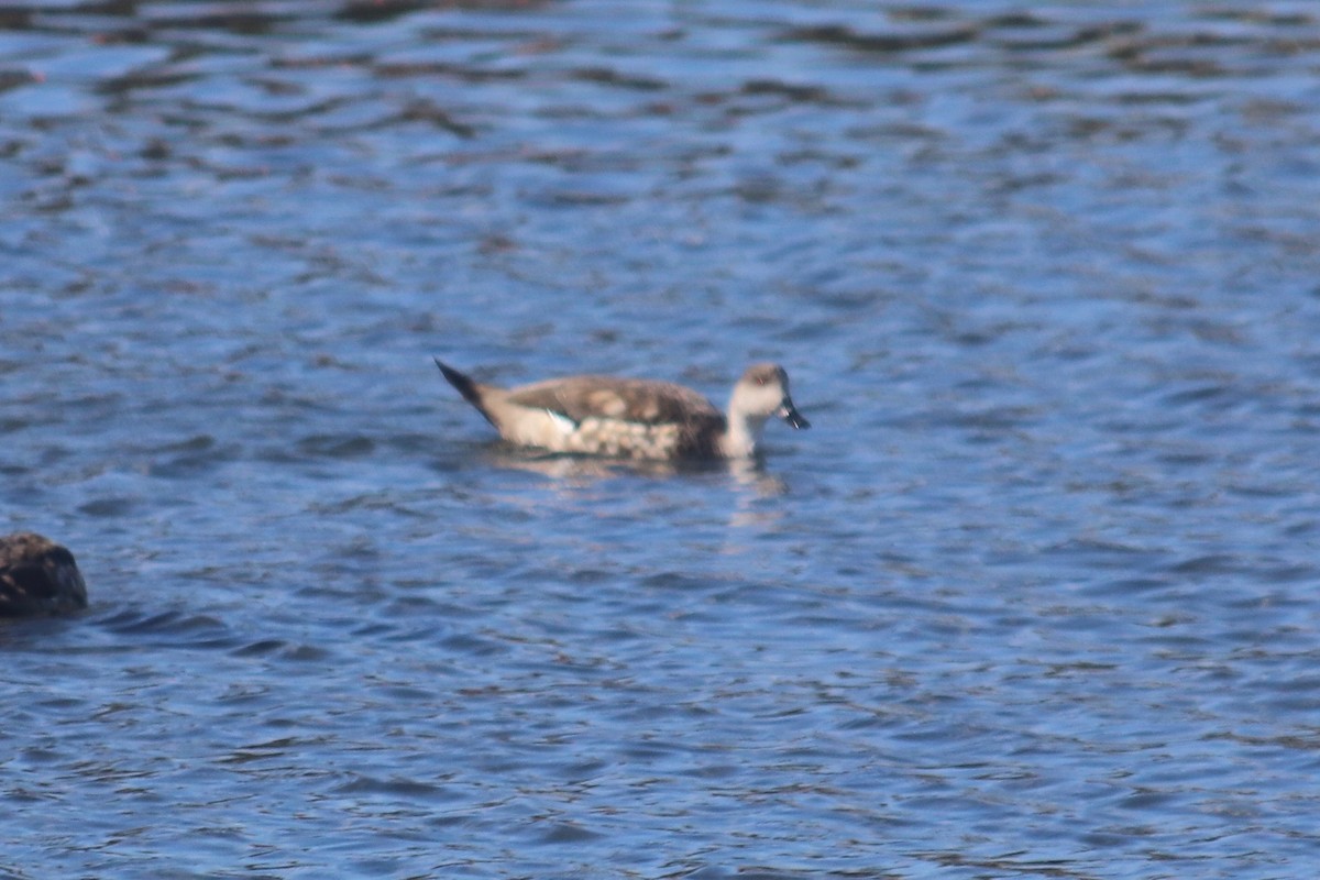 Crested Duck - ML192207131
