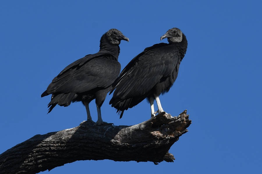 Black Vulture - Troy Hibbitts