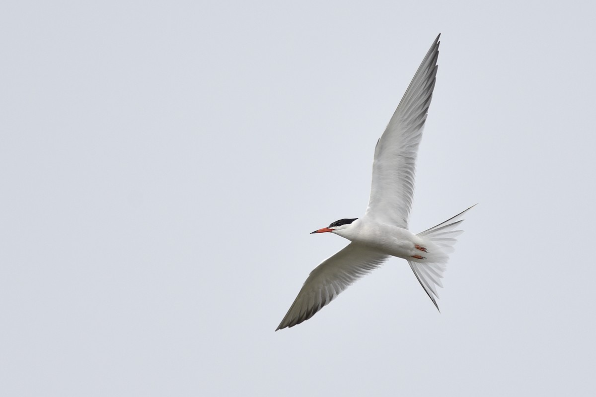 Common Tern (hirundo/tibetana) - Daniel Irons