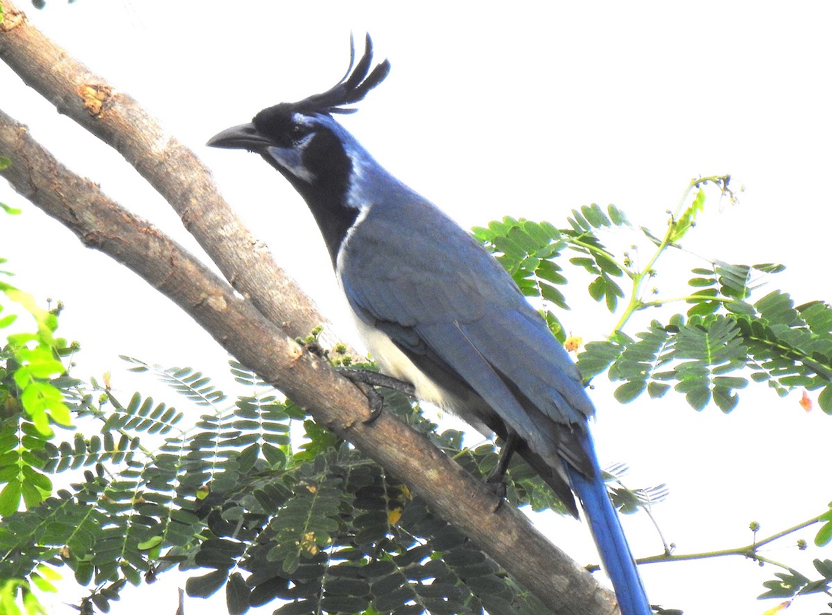 Black-throated Magpie-Jay - ML192225141