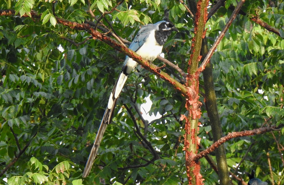 Black-throated Magpie-Jay - ML192225231