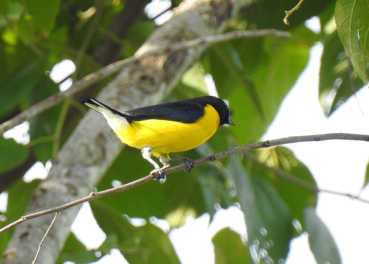 West Mexican Euphonia - ML192226001