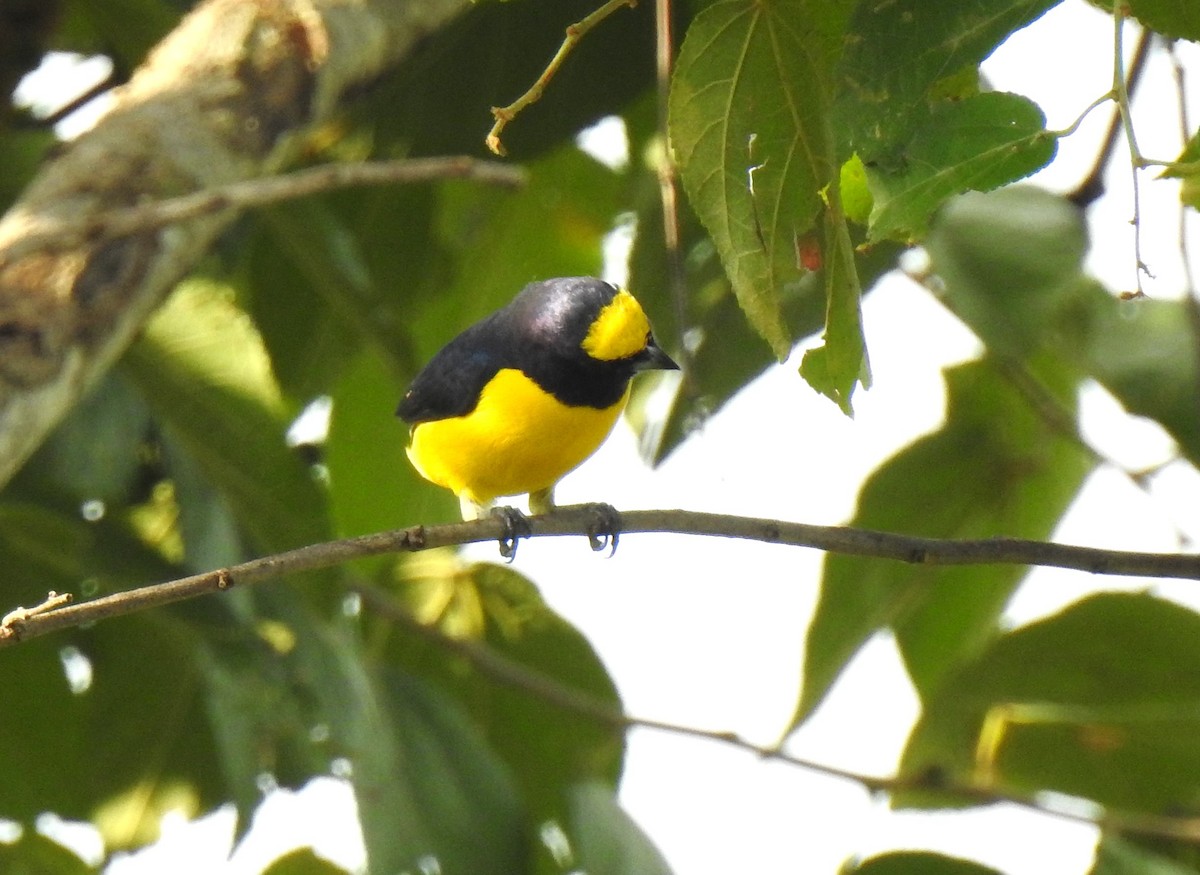West Mexican Euphonia - ML192226131
