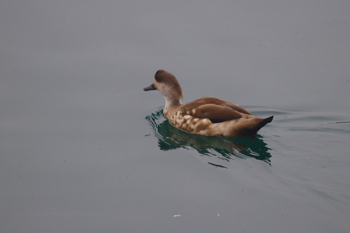 Crested Duck - ML192227851