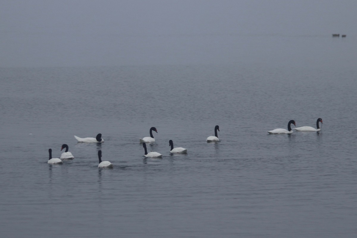 Black-necked Swan - ML192228261