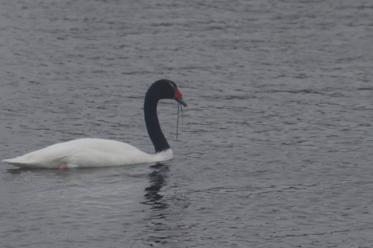 Black-necked Swan - ML192228291