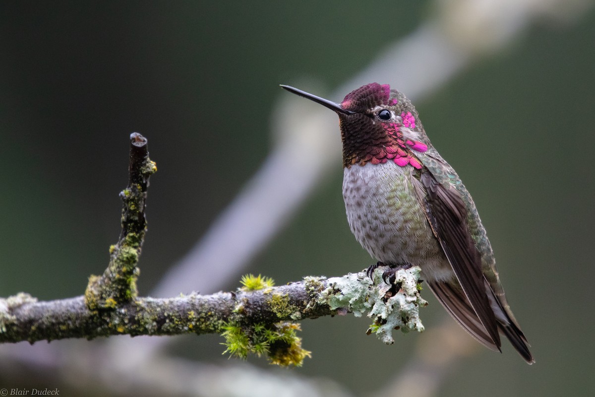 Anna's Hummingbird - Blair Dudeck