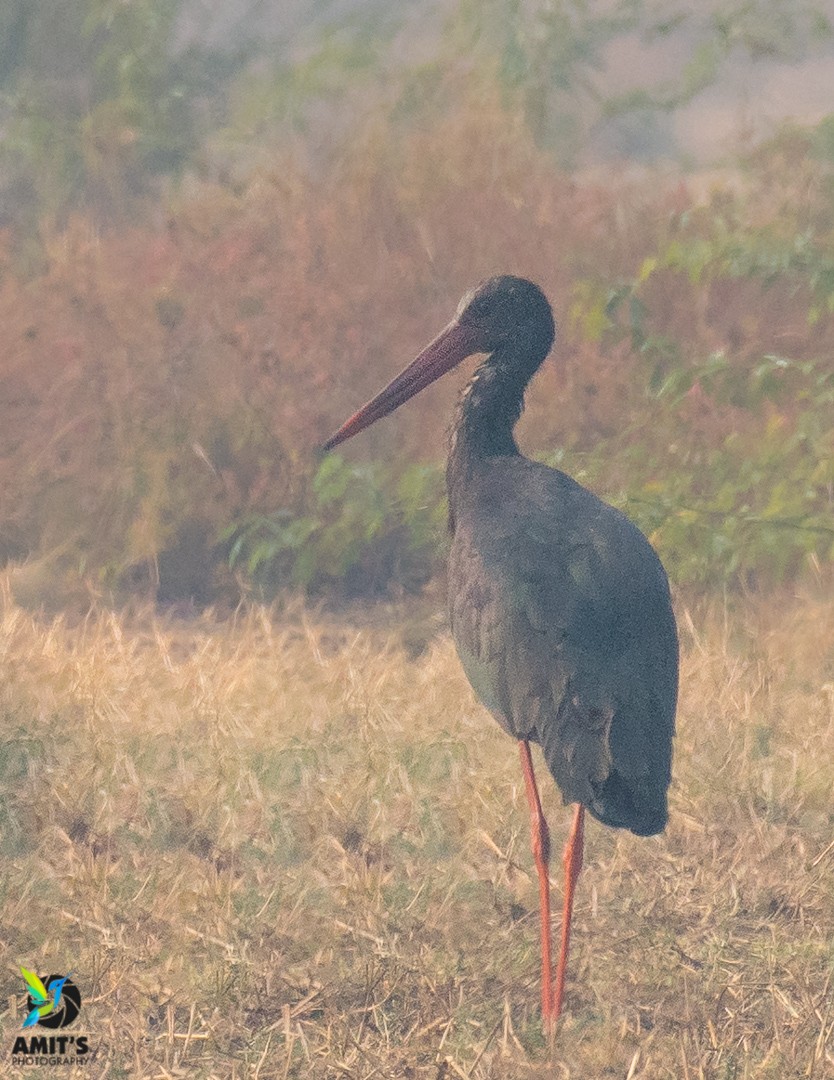 Black Stork - Amit Sharma