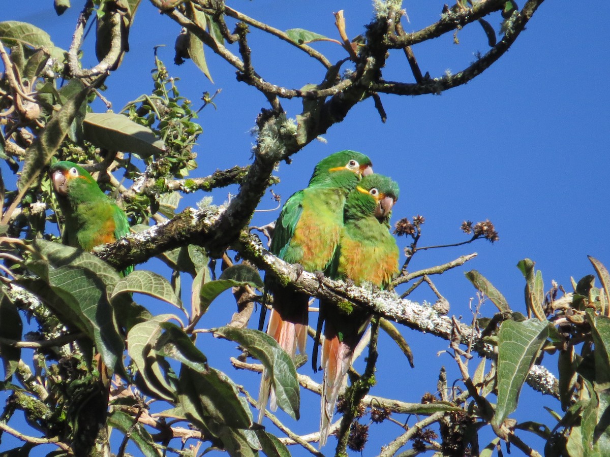 Golden-plumed Parakeet - Gabriel Utria - Quetzal Birdwatch
