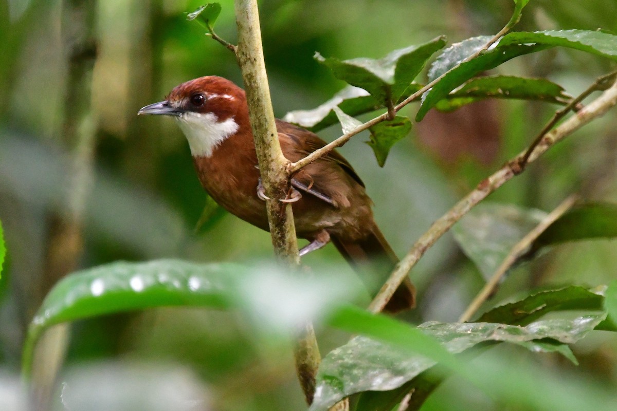 White-throated Oxylabes - Anonymous
