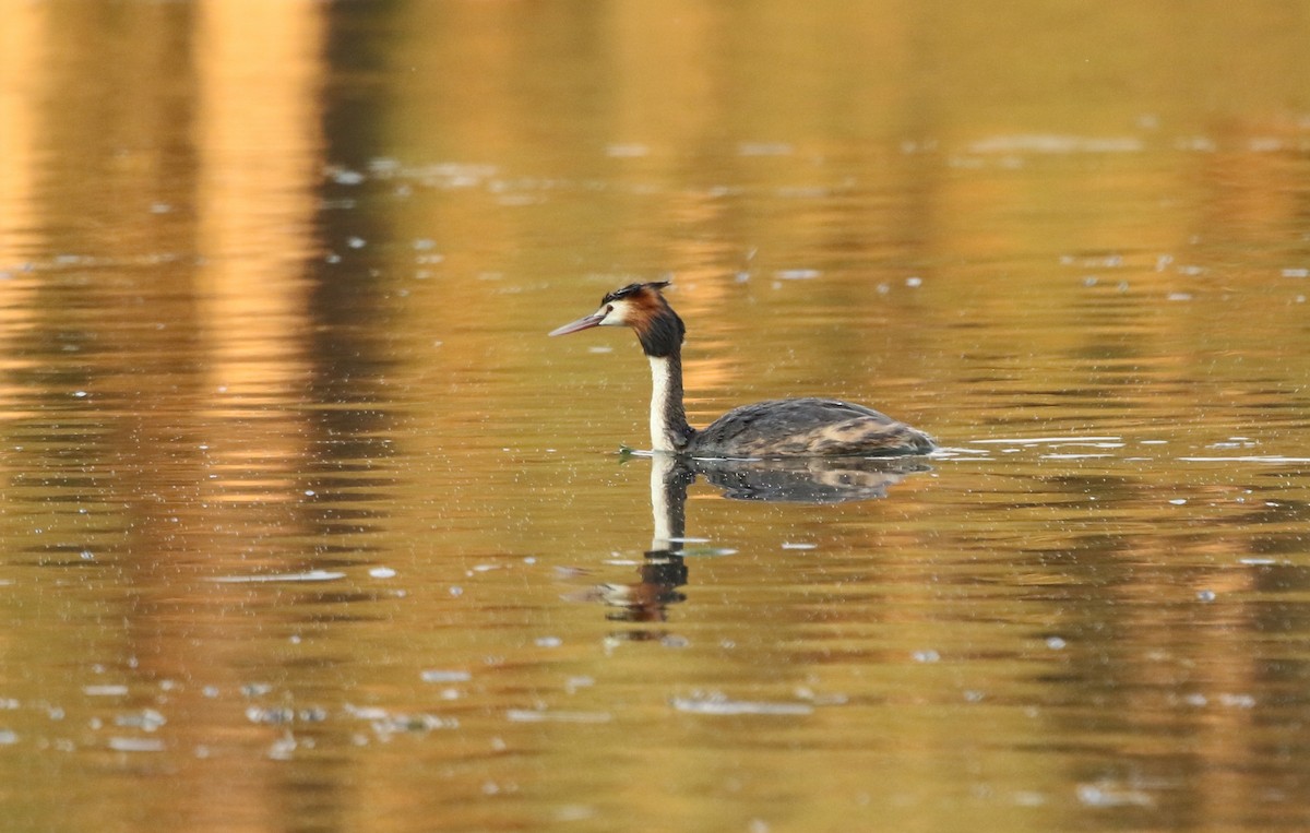 Great Crested Grebe - David Ongley