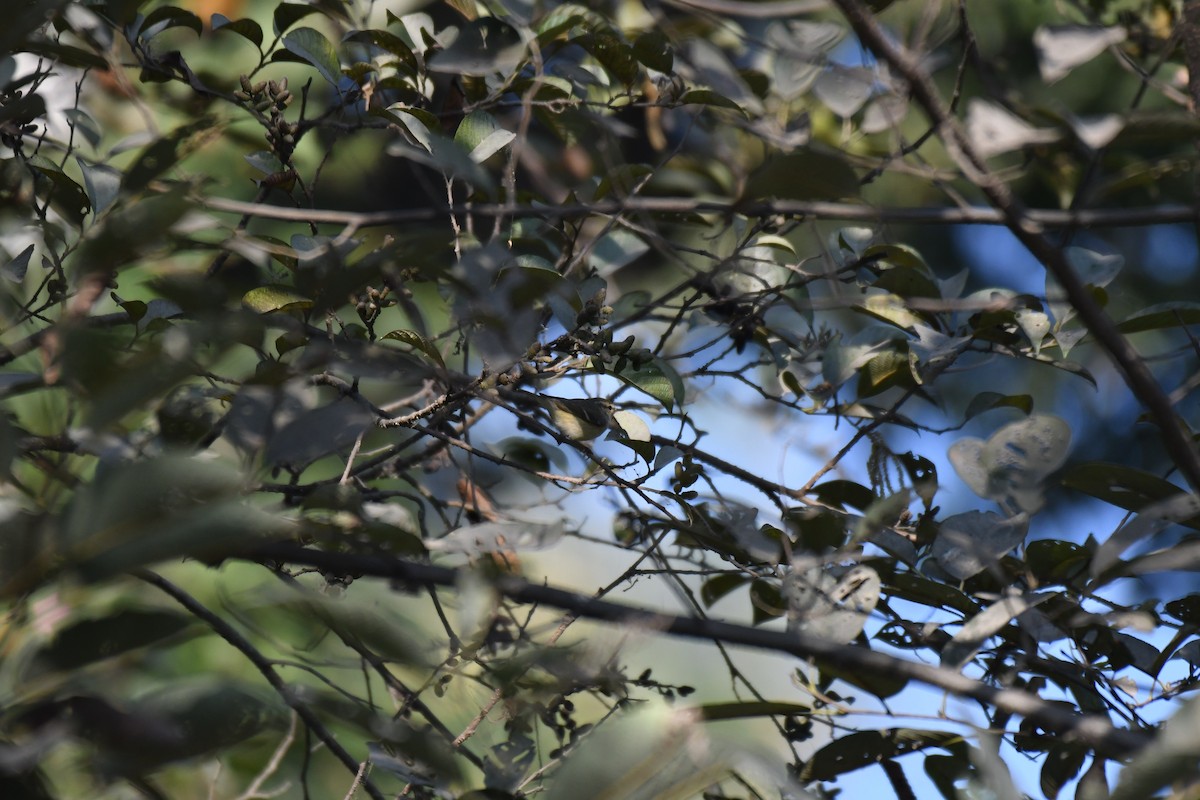 Blyth's Leaf Warbler - Ian Hearn