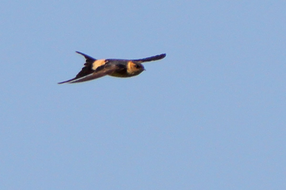 Red-rumped Swallow - ML192239211