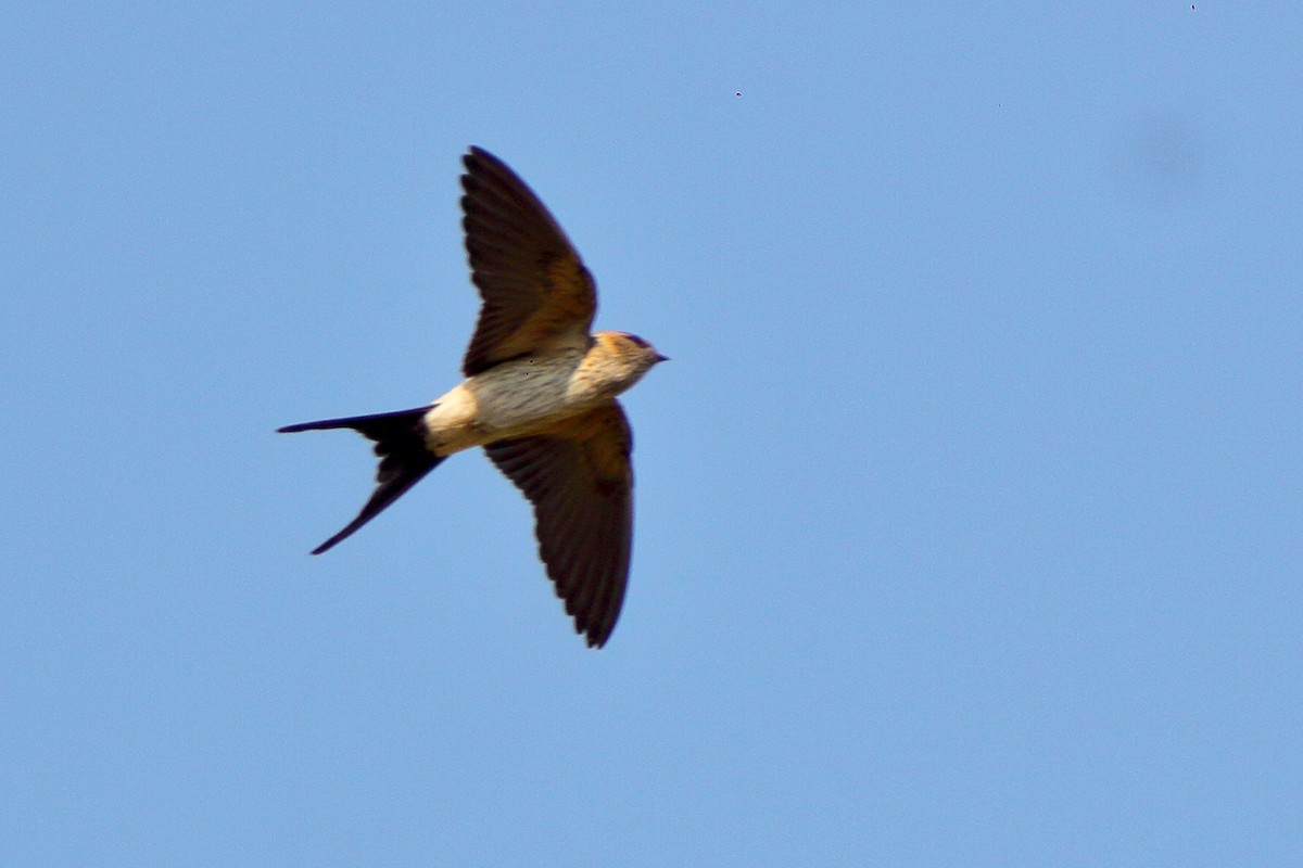 Red-rumped Swallow - ML192239221
