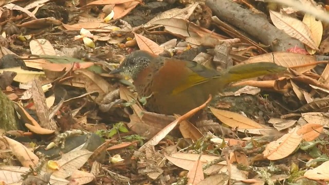 Chestnut-crowned Laughingthrush - ML192242381