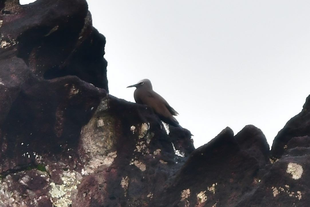 Brown Noddy - Anonymous