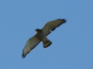 Broad-winged Hawk - Enrique Chiurla