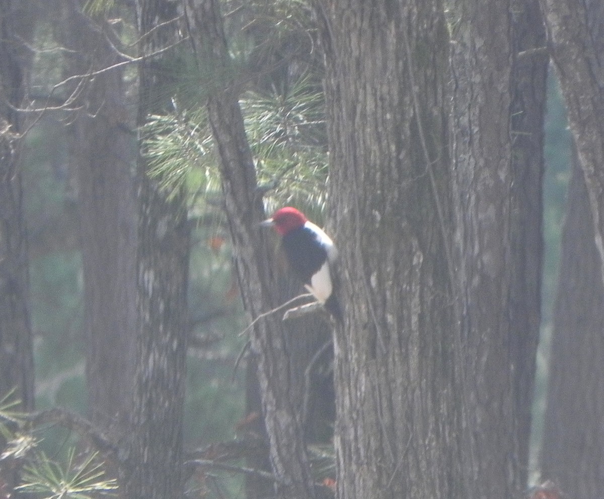 Red-headed Woodpecker - Nancy Houlihan