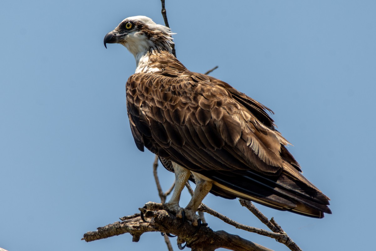 eBird Checklist - 6 Dec 2019 - Mooball Creek Inlet, Pottsville - 10 ...