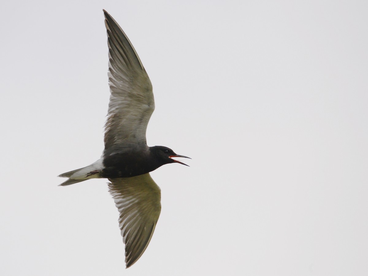 Black Tern - Alan Van Norman