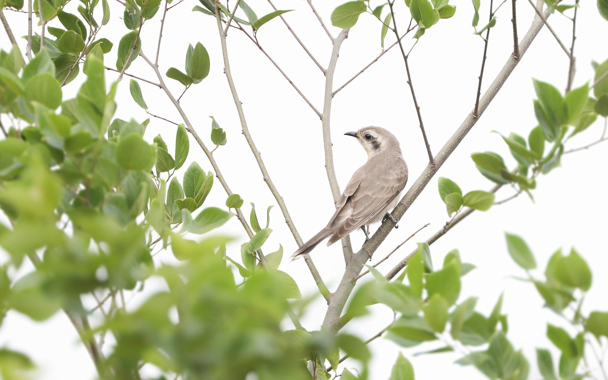 Black-eared Cuckoo - Ged Tranter