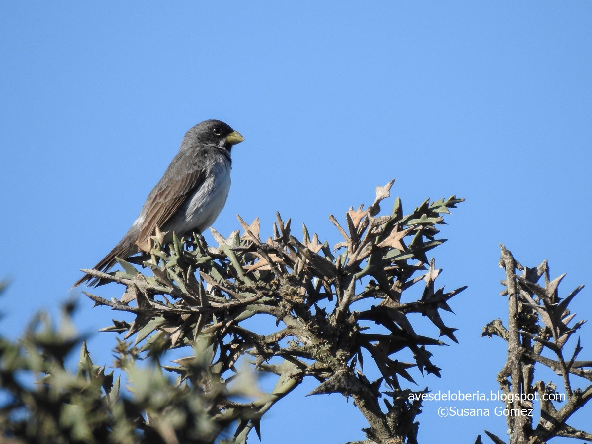 Double-collared Seedeater - ML192256821