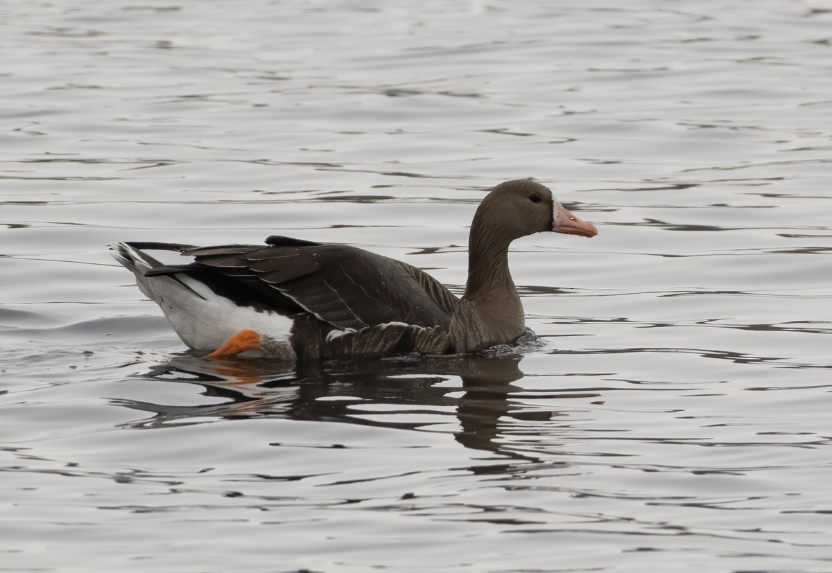 Greater White-fronted Goose - ML192257281