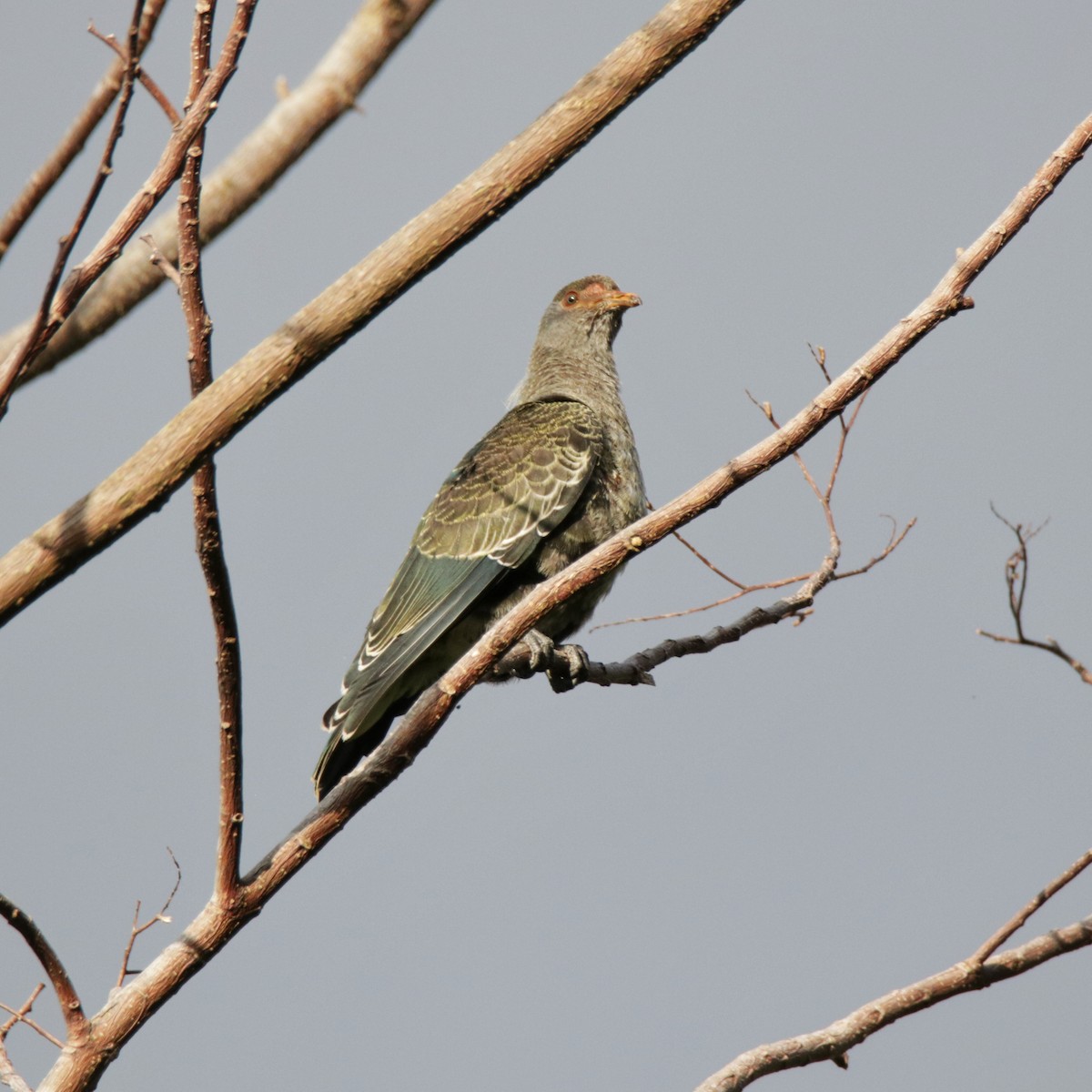 Seychelles Blue-Pigeon - Romina Bauer