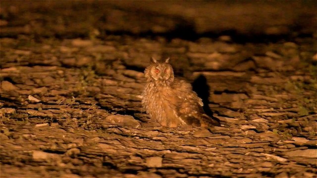 Long-eared Owl - ML192261331