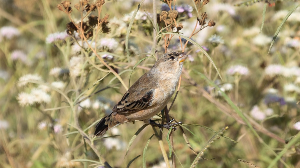 Pearly-bellied Seedeater - ML192262091