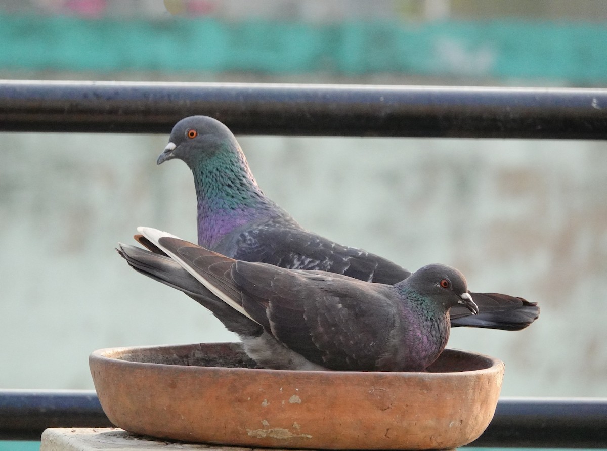 Rock Pigeon (Feral Pigeon) - Pampa Mistri