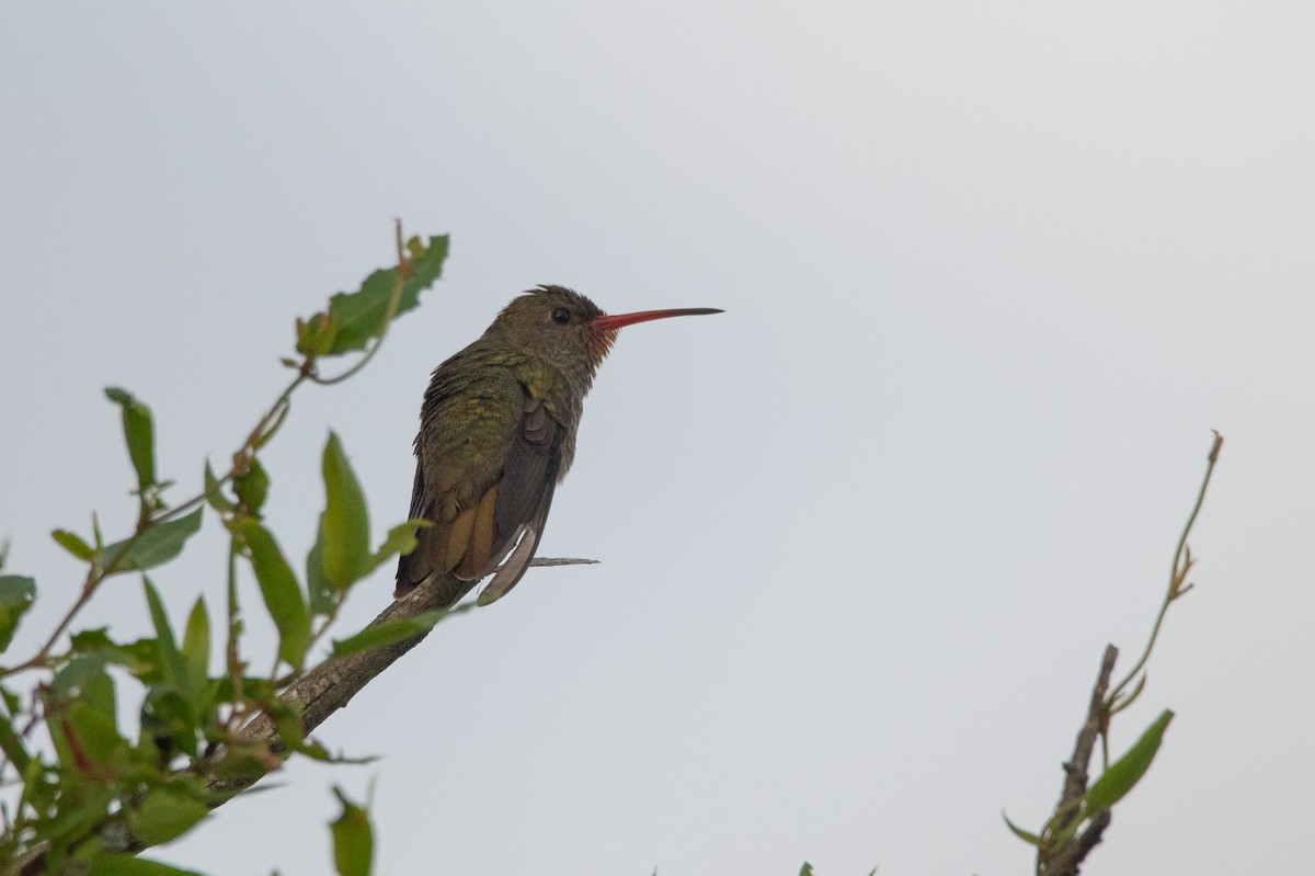 Gilded Hummingbird - ML192269761