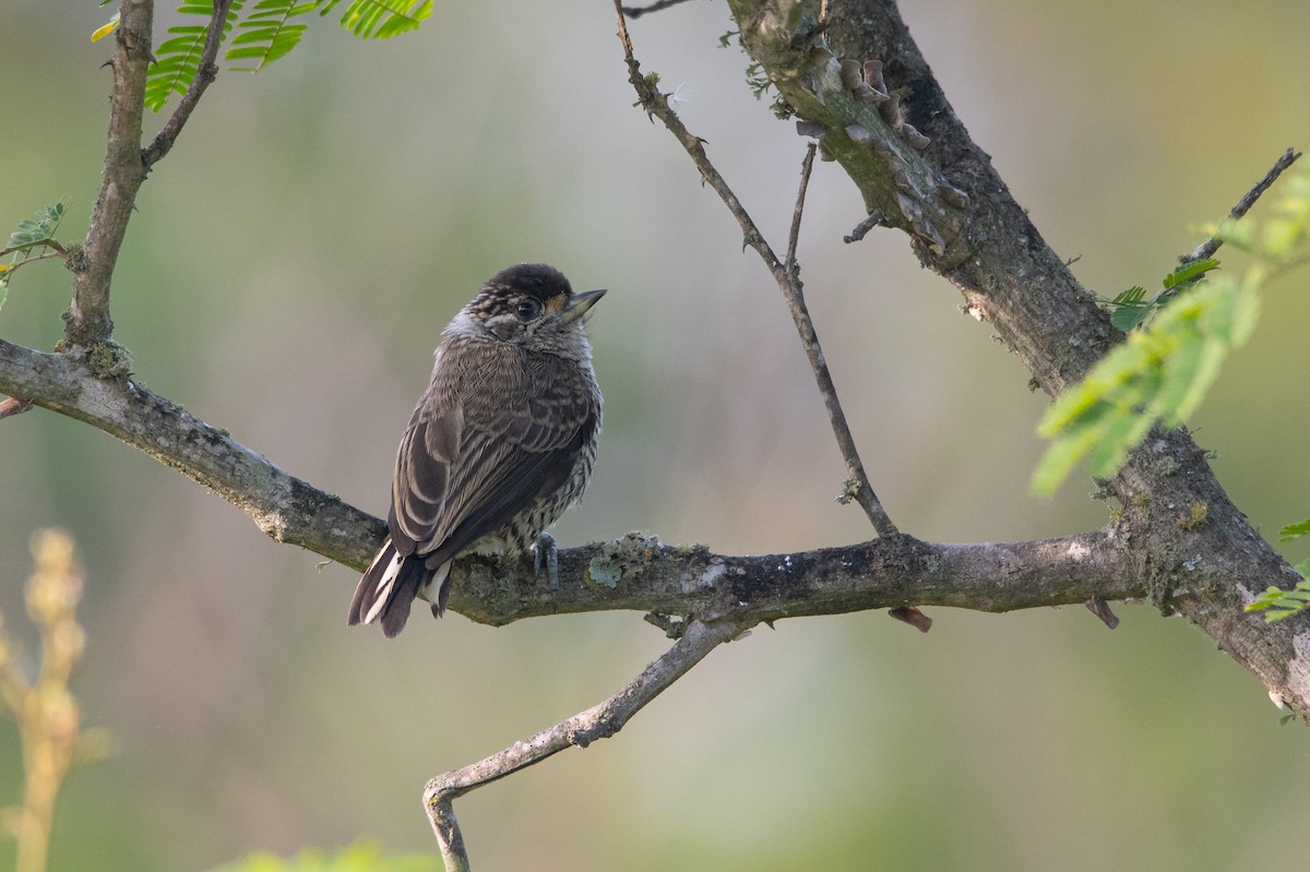 White-barred Piculet - ML192269871