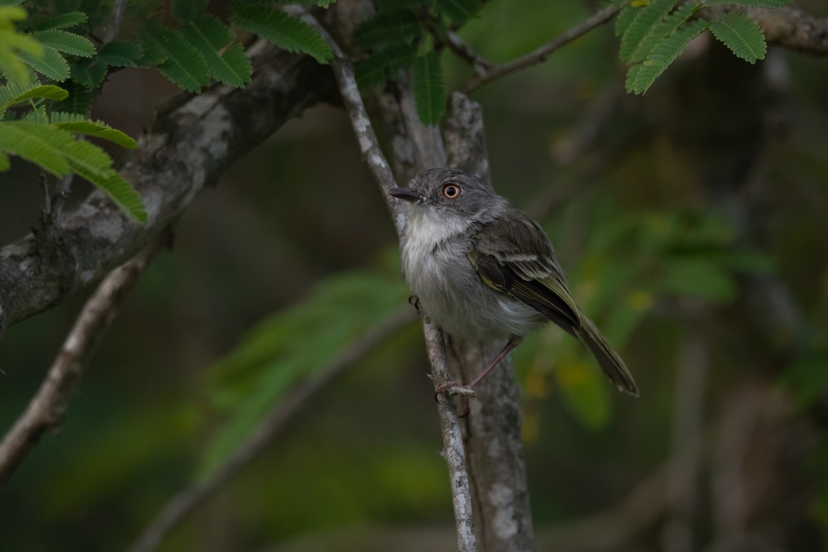 Pearly-vented Tody-Tyrant - ML192270051